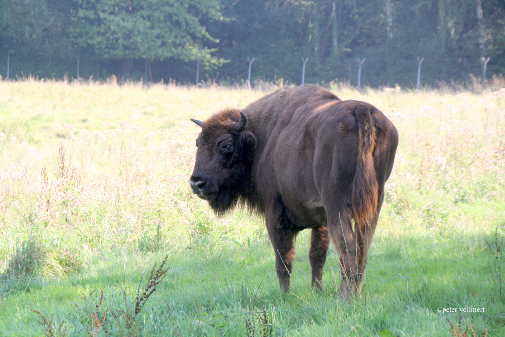 Wisent im Neandertal