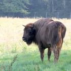 Wisent im Neandertal