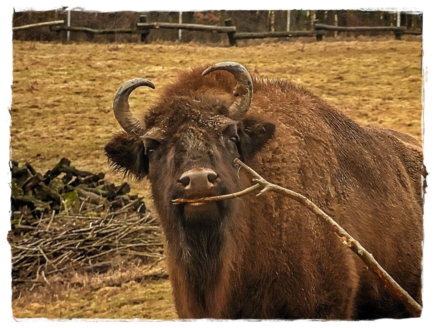 Wisent im Neandertal