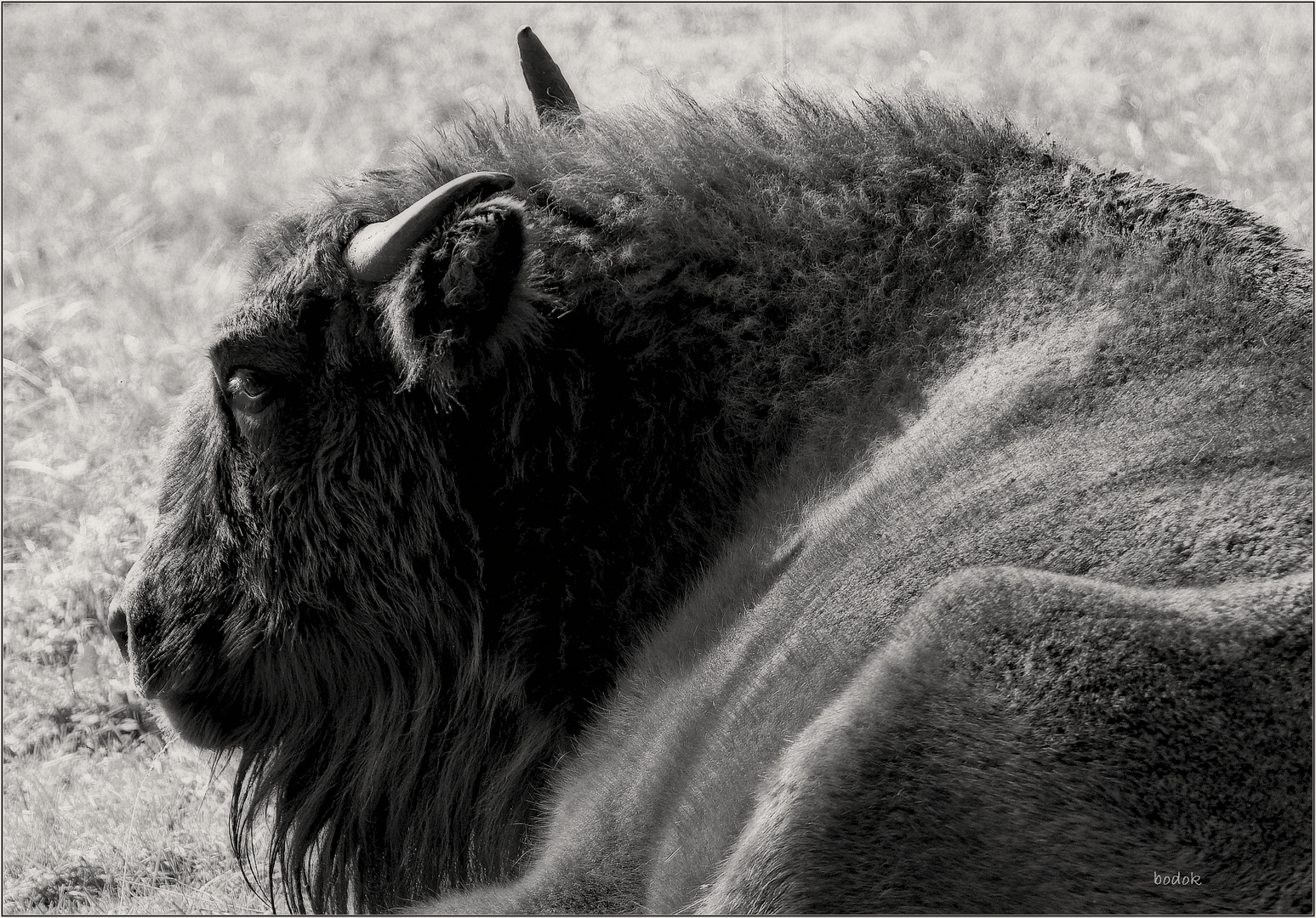 Wisent im Sauerland