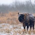 Wisent im Schneetreiben