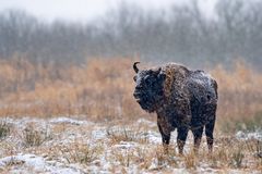 Wisent im Schneetreiben