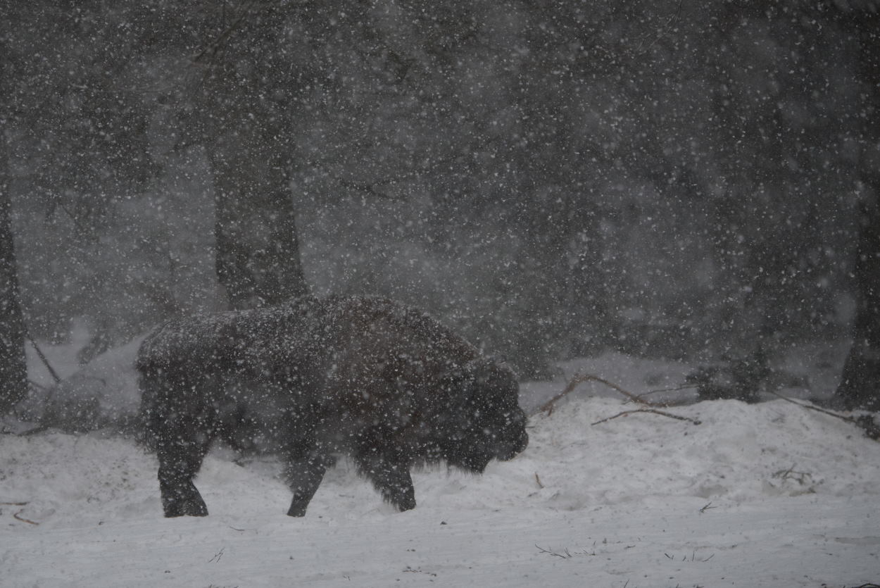 Wisent im Schneetreiben