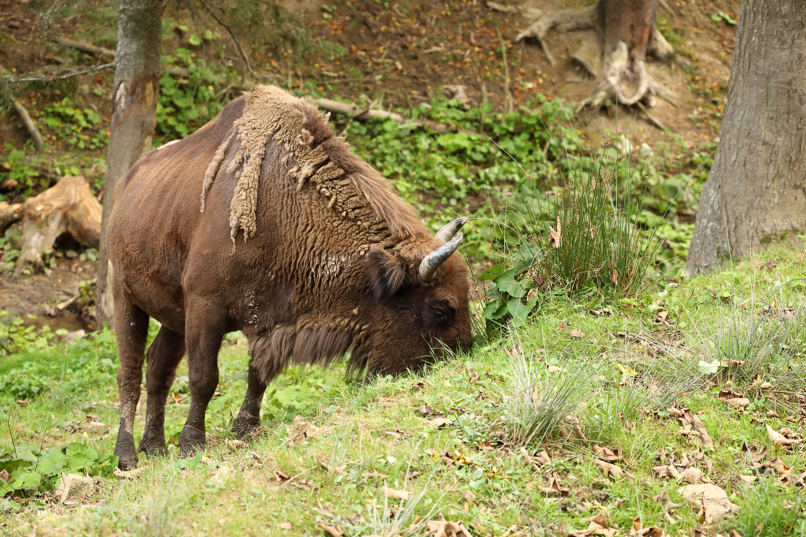 Wisent im Wald