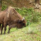 Wisent im Wald