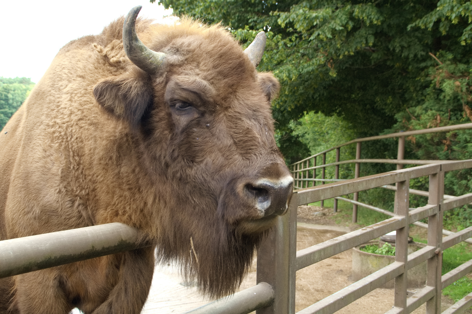 Wisent im Wildpark Lüneburger Heide