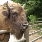 Wisent im Wildpark Lüneburger Heide