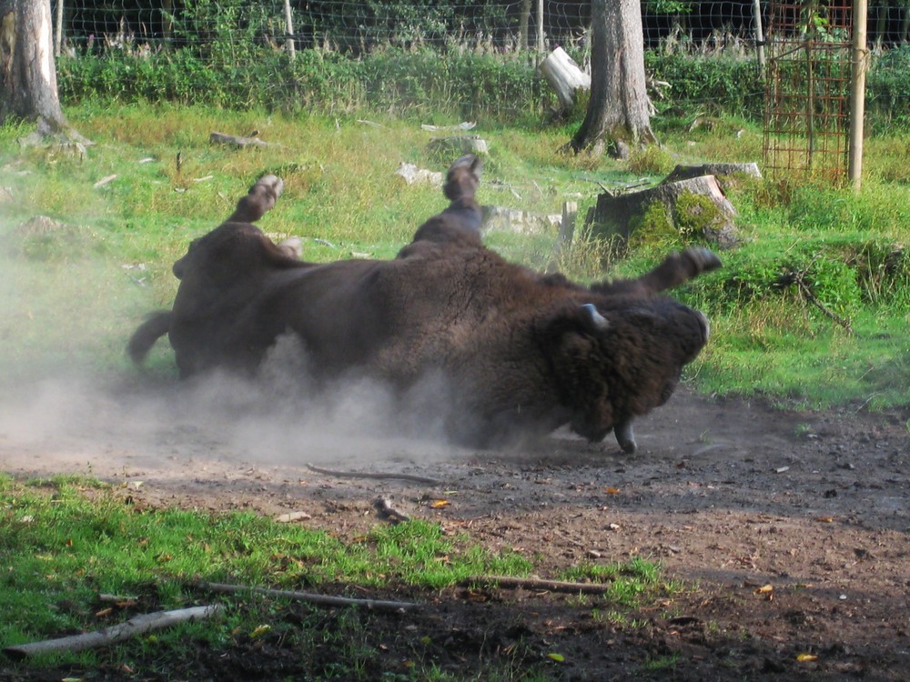 Wisent im Wildpark Poing