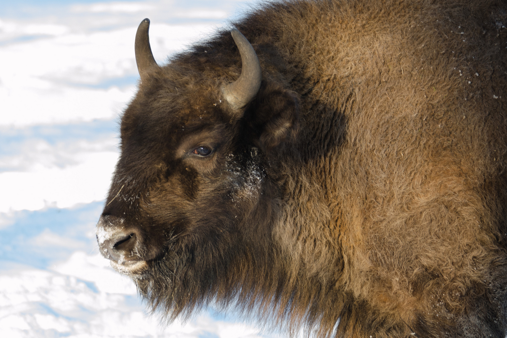 Wisent im Winter