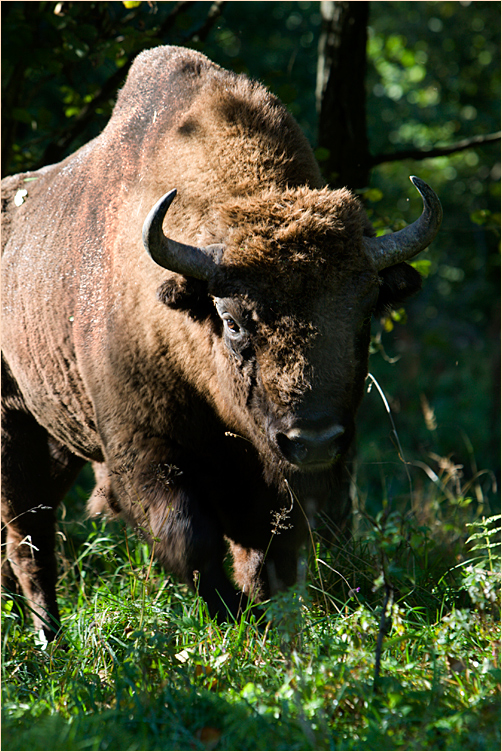 Wisent in der Borker Heide