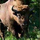 Wisent in der Borker Heide