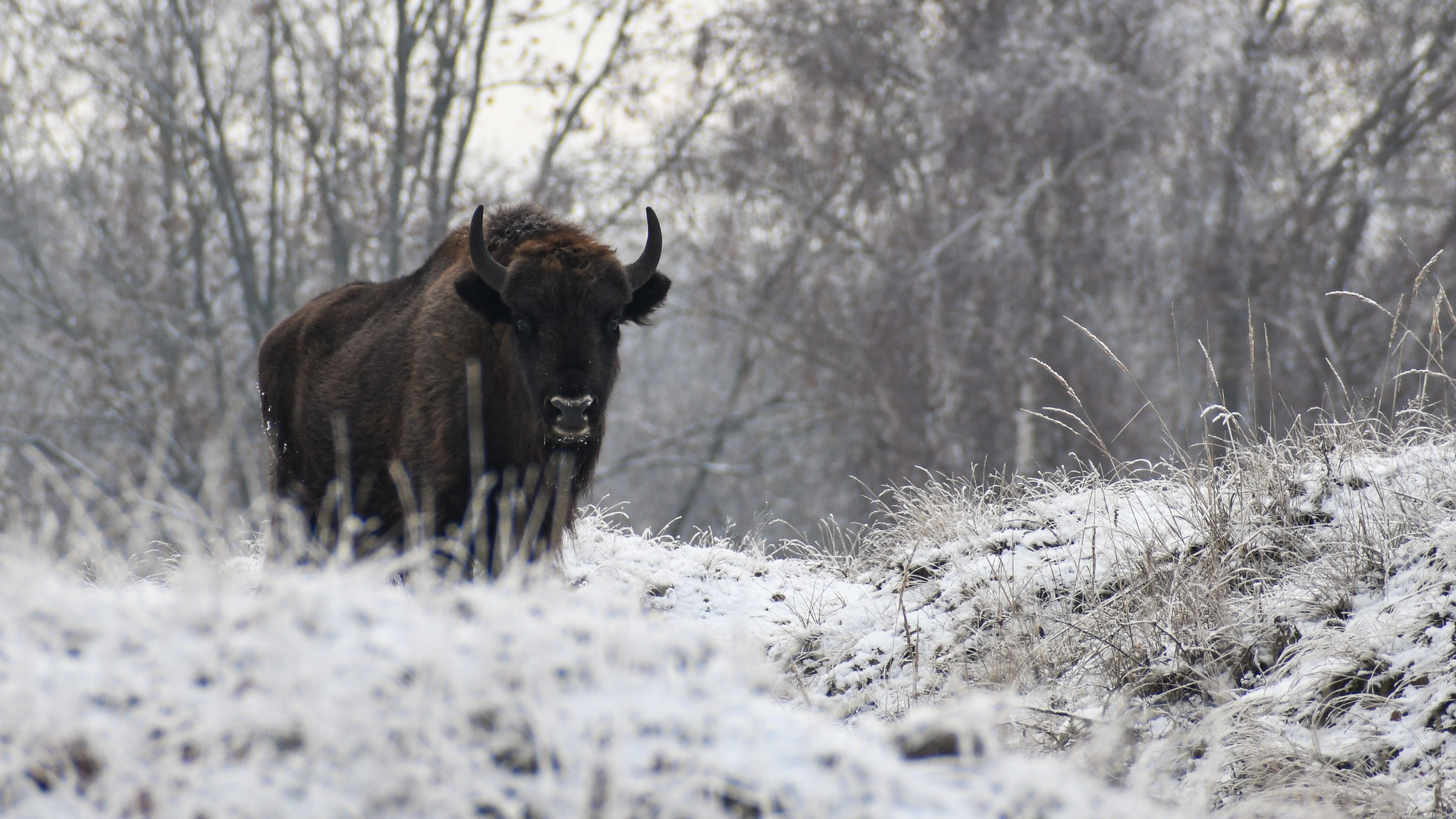 Wisent in der Döberitzer Heide