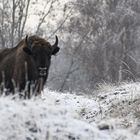 Wisent in der Döberitzer Heide