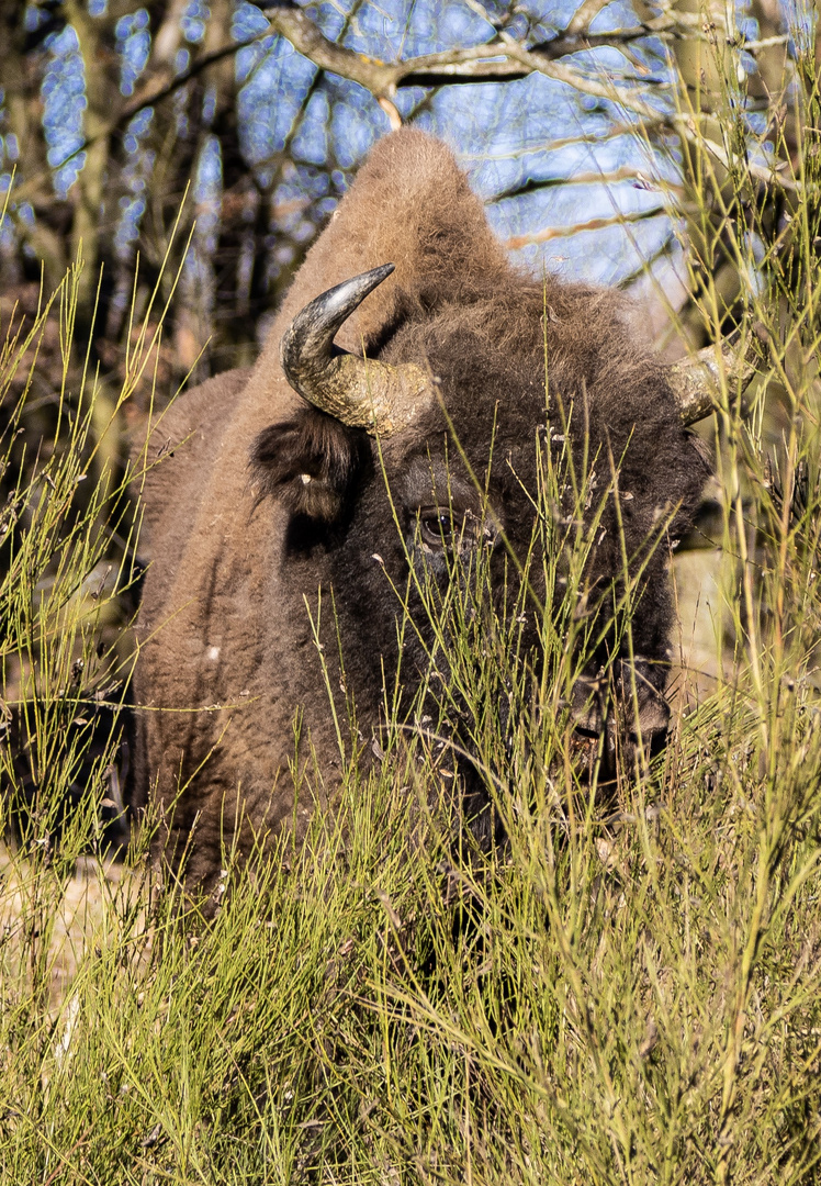 Wisent in der Döberitzer Heide