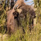 Wisent in der Döberitzer Heide