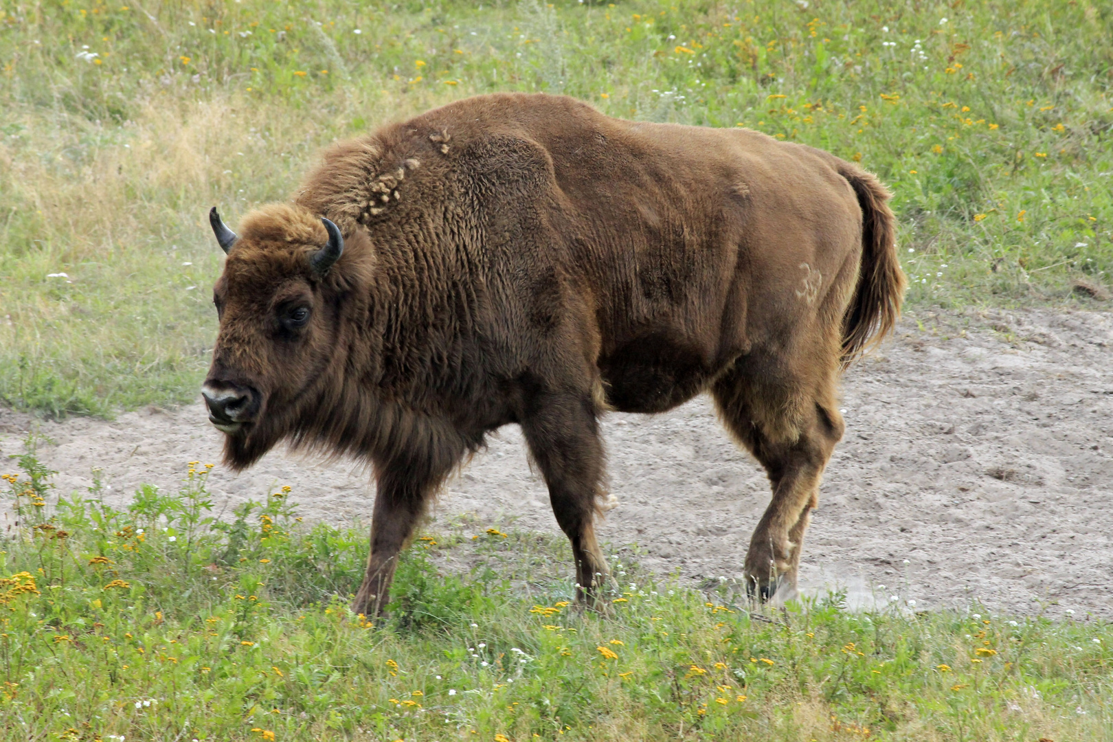 Wisent in der Döberitzer Heide im Schaugehege