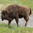 Wisent in der Döberitzer Heide im Schaugehege