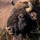 Wisent in Sielmanns Naturlandschaften