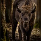 Wisent in Wittgenstein 2