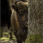 Wisent in Wittgenstein