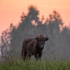 Wisent Jungbulle