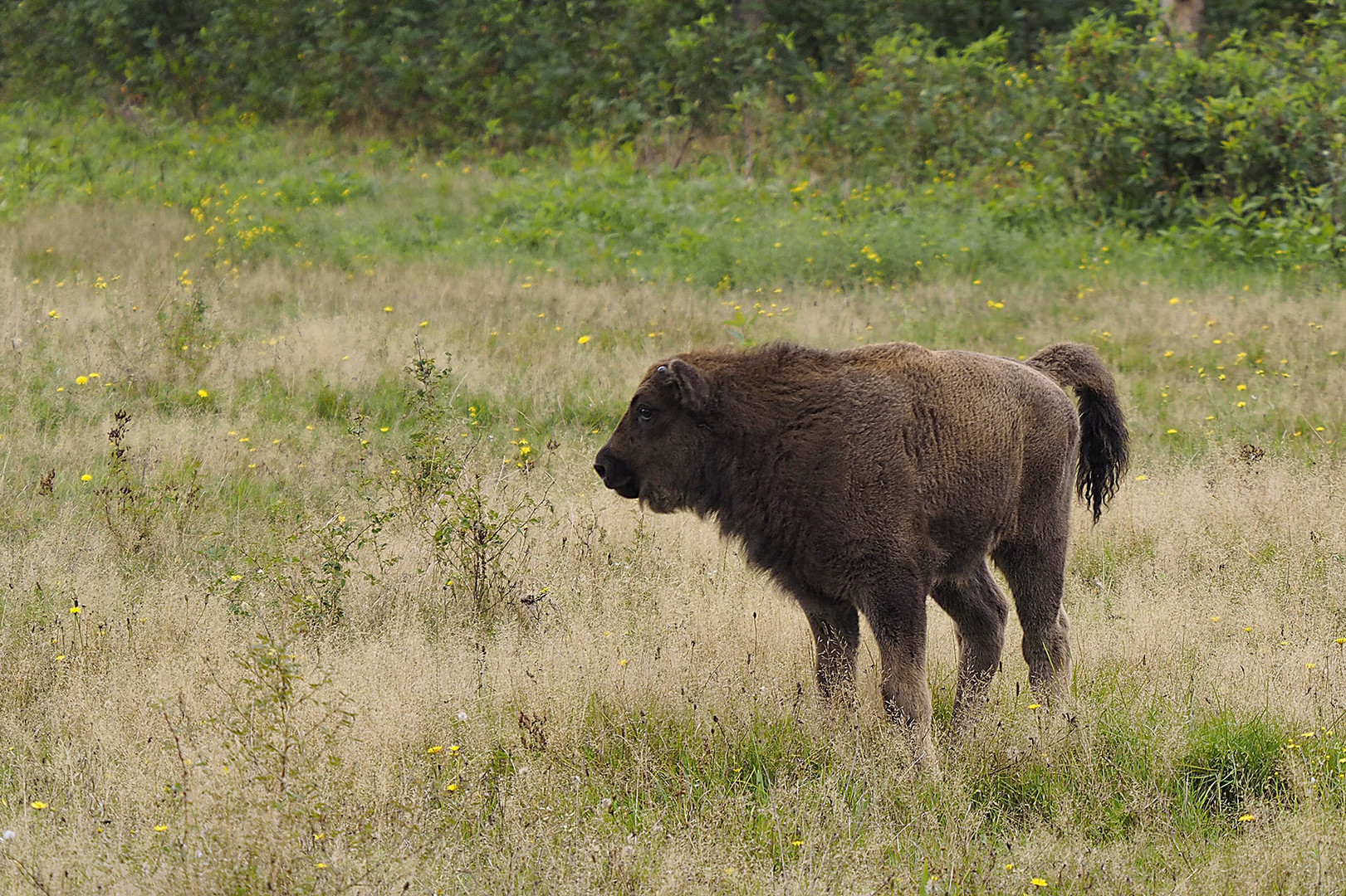 Wisent Jungspund mit Teddybär-Fell