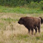 Wisent Jungspund mit Teddybär-Fell