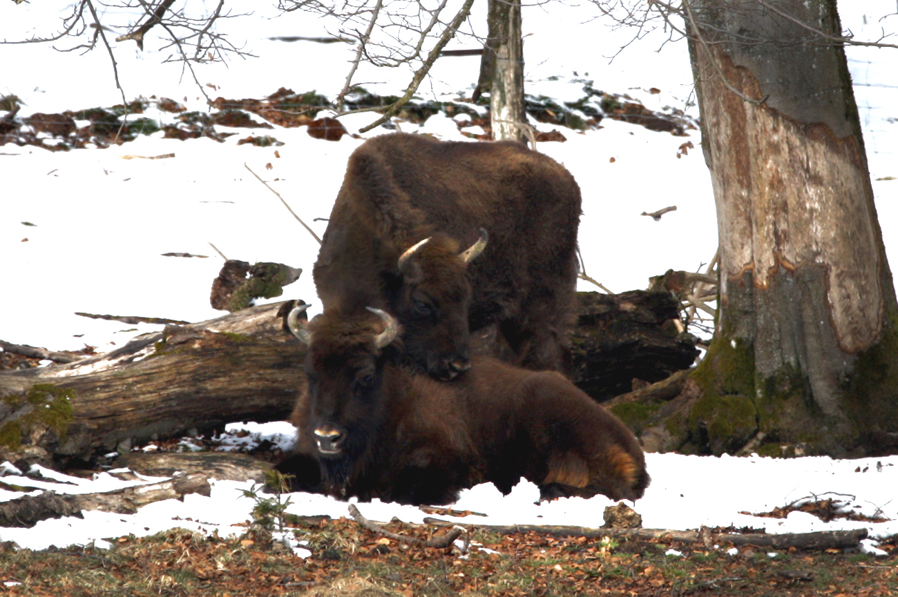 Wisent Liebe