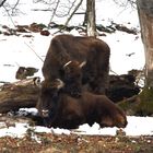 Wisent Liebe