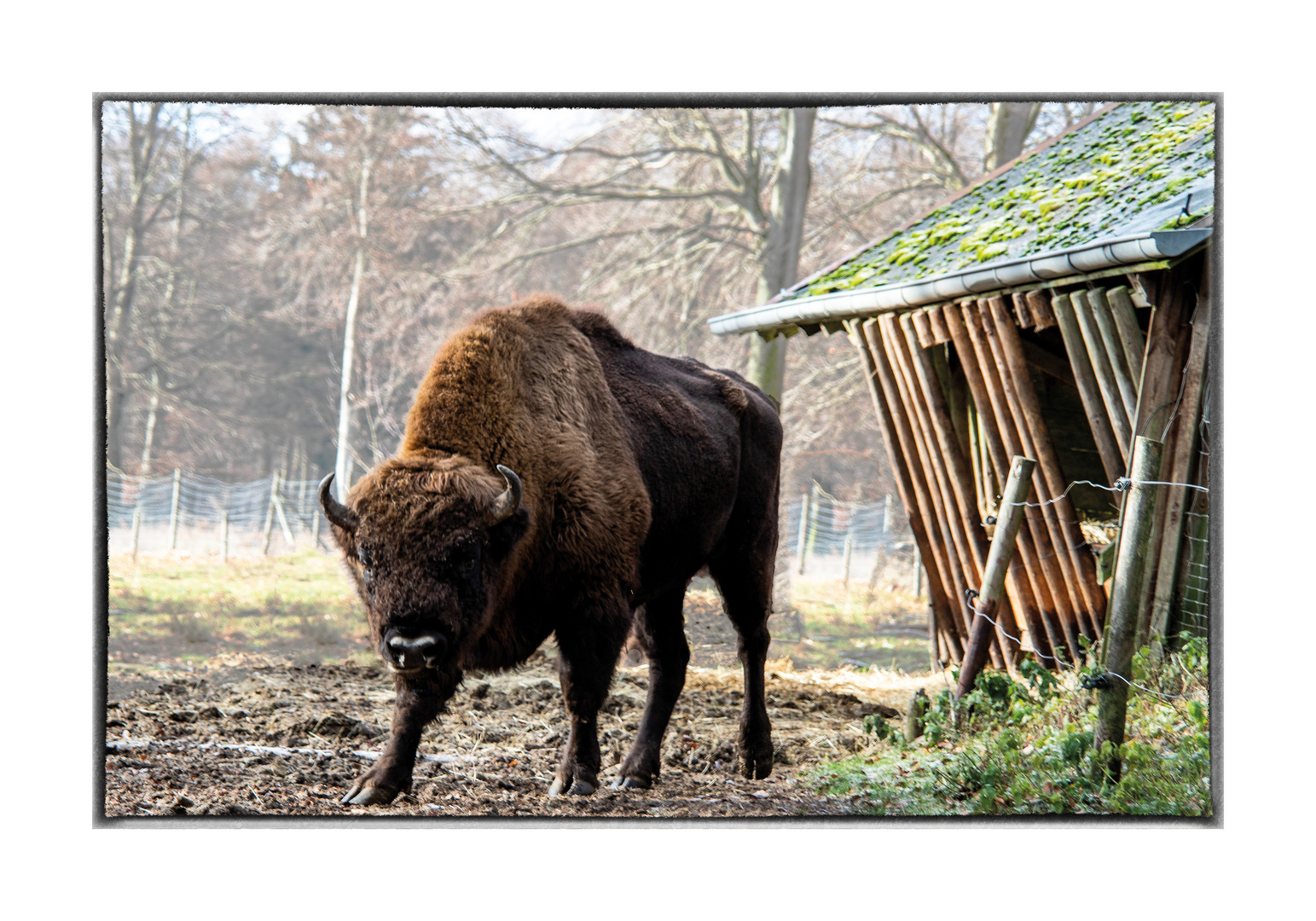 Wisent mit Futterkrippe