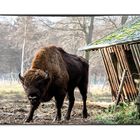 Wisent mit Futterkrippe