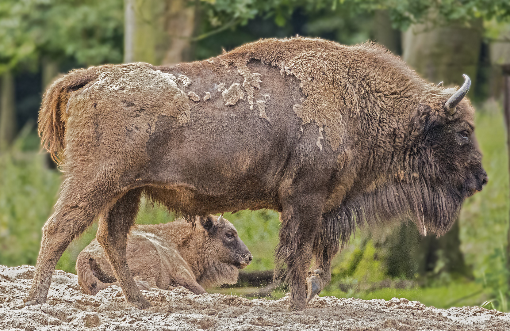  Wisent mit Kalb