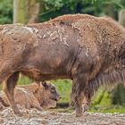  Wisent mit Kalb