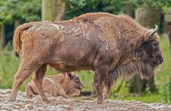  Wisent mit Kalb