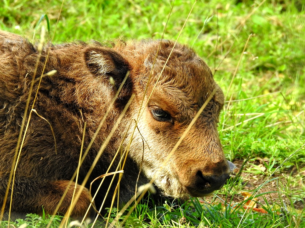 Wisent-Nachwuchs