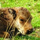 Wisent-Nachwuchs