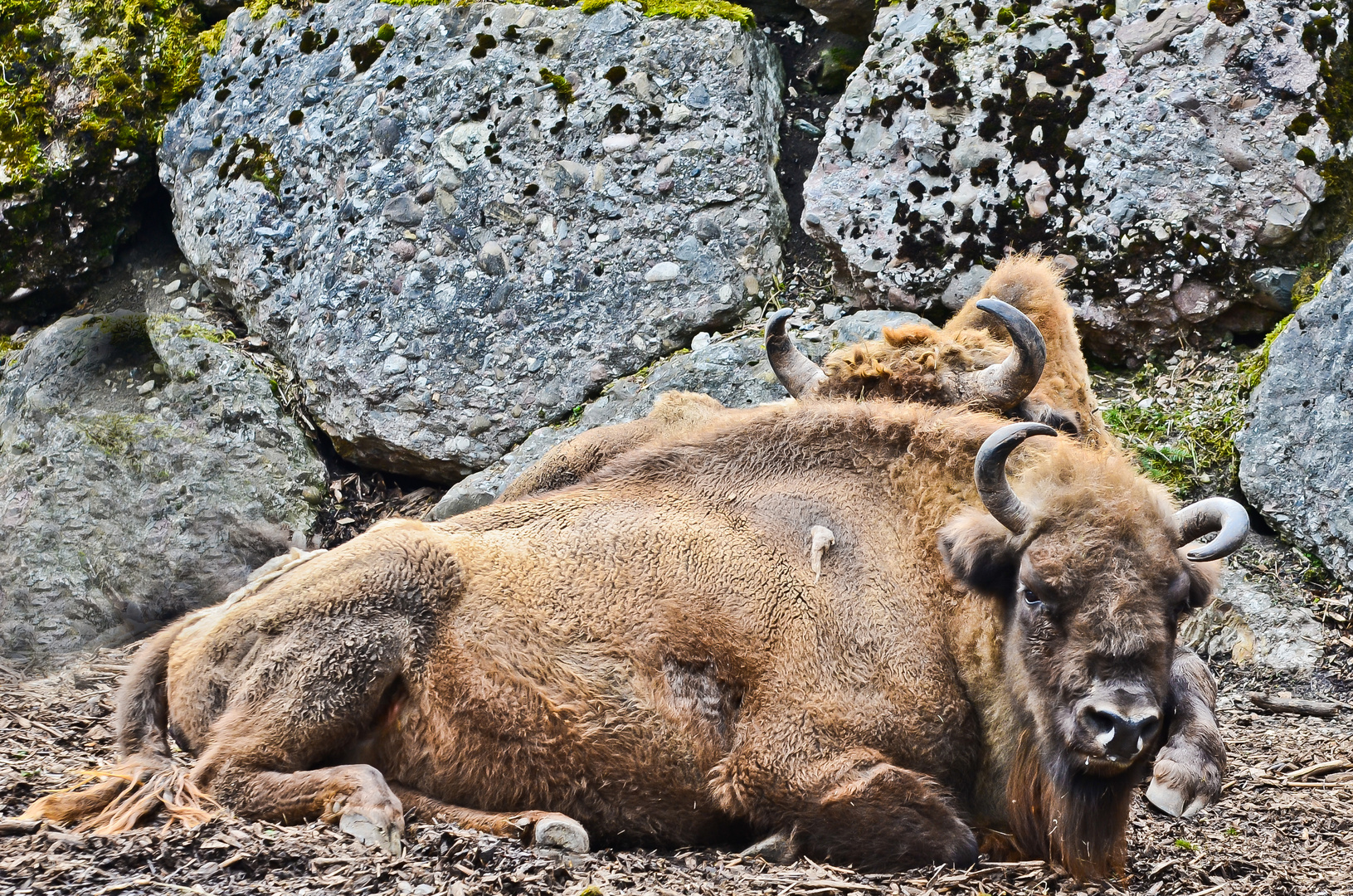 Wisent oder Bison bonasus