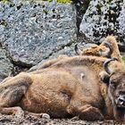 Wisent oder Bison bonasus