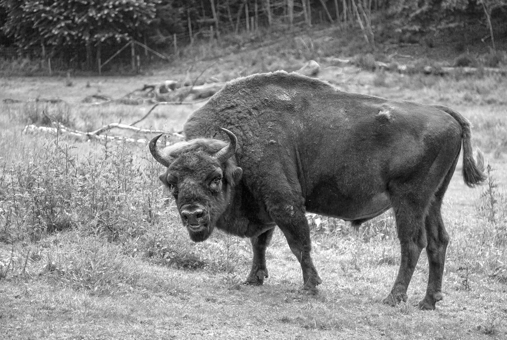 Wisent oder Europäisches Bison