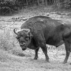 Wisent oder Europäisches Bison