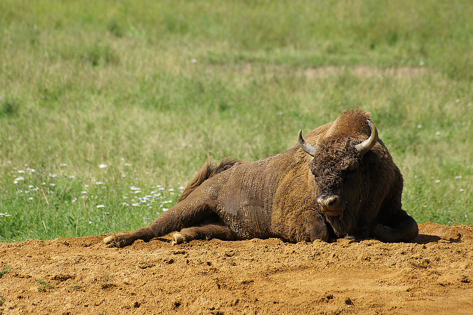 Wisent / Springe