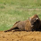 Wisent / Springe