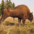 Wisent-Stretching - Horno, Sohn von Honky und Honey