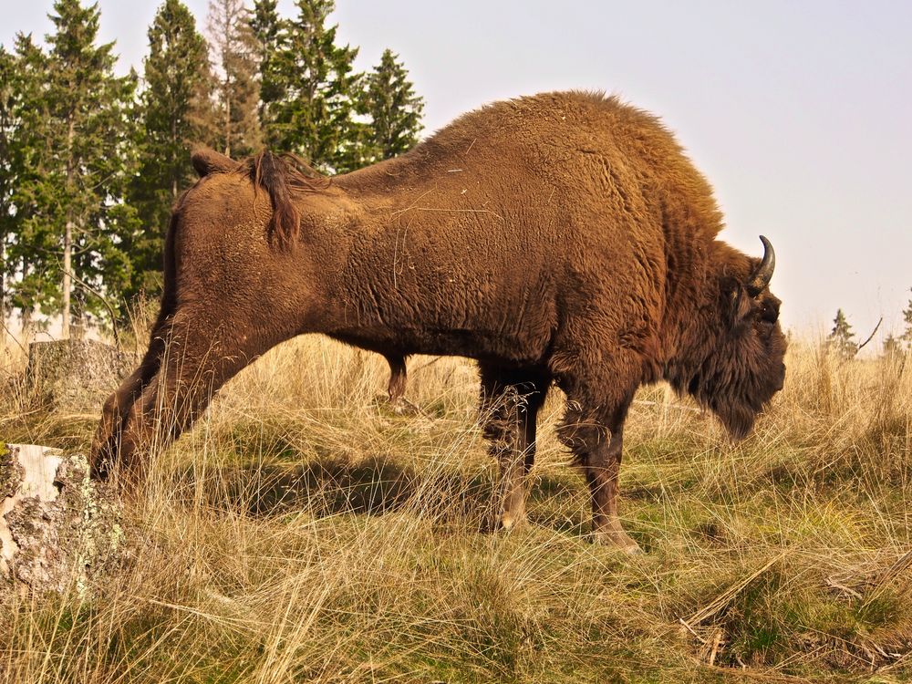 Wisent-Stretching - Horno, Sohn von Honky und Honey