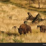 Wisent  Tier des Jahres 2014