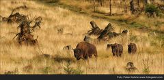 Wisent  Tier des Jahres 2014