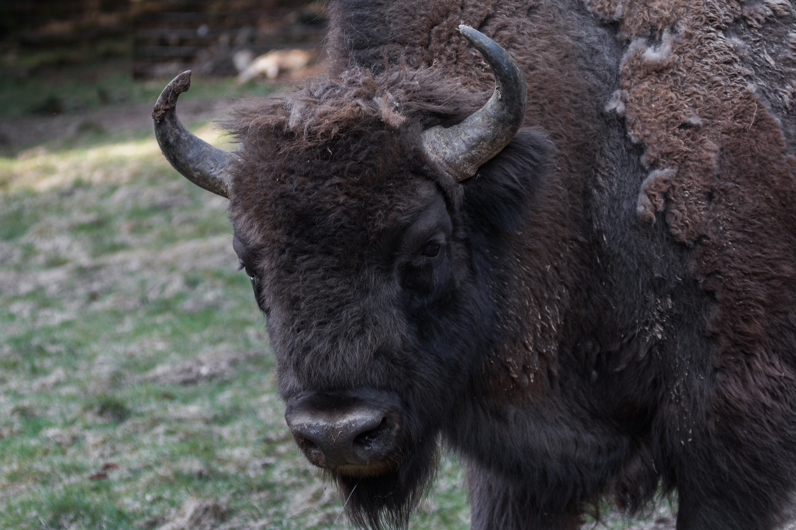 Wisent tut nix, der will nur spielen