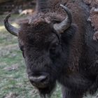 Wisent tut nix, der will nur spielen