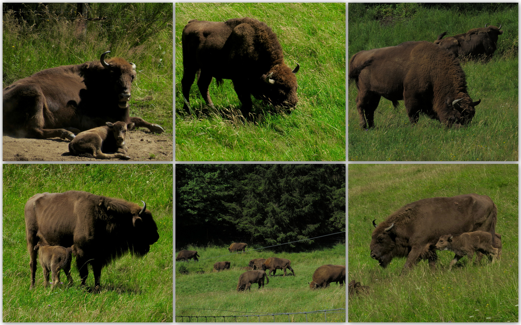 Wisent Welt