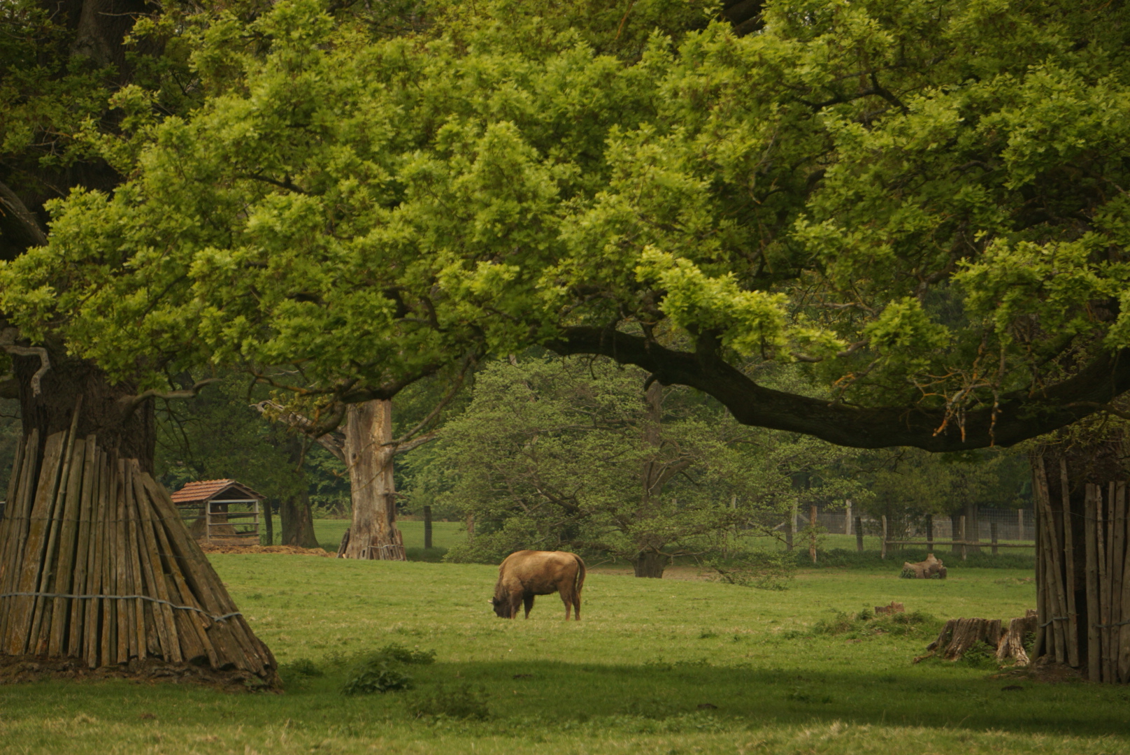 Wisent- Welt